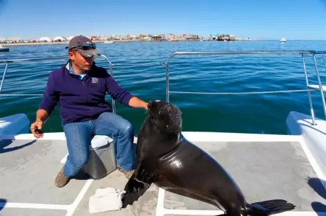 Une otarie s’invite à bord - Namibie