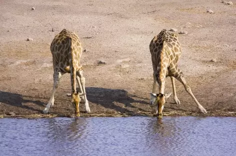 Girafes au point d'eau d'Okaukuejo, Etosha - Namibie