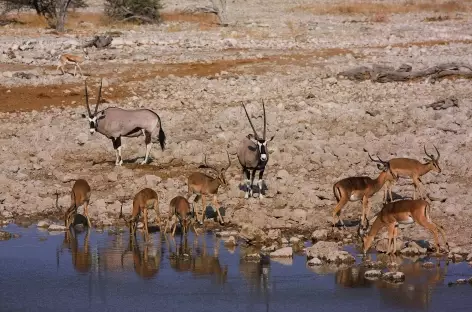 Au point d'eau d'Okaukuejo, Parc national d'Etosha - Namibie
