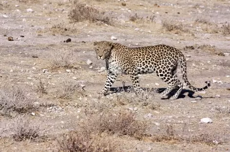 Léopard, Parc national d'Etosha - Namibie