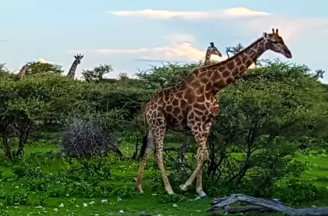 Parc national d'Etosha - Namibie - 