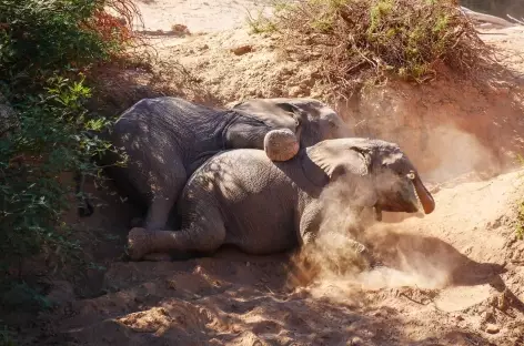 Eléphants du désert - Namibie - 
