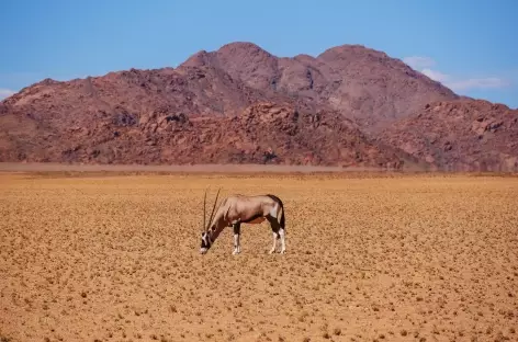 Oryx dans le parc de Sossusvlei