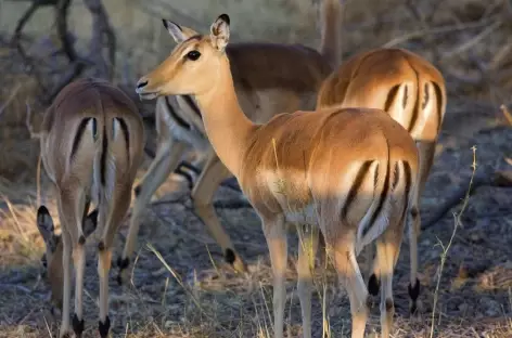 Impala à Etosha - Nambie