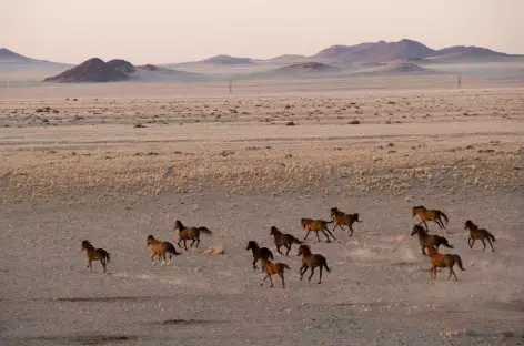 Chevaux sauvages de Garub - Namibie