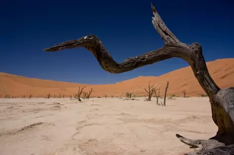 Dépression de Deadvlei - Namibie - 