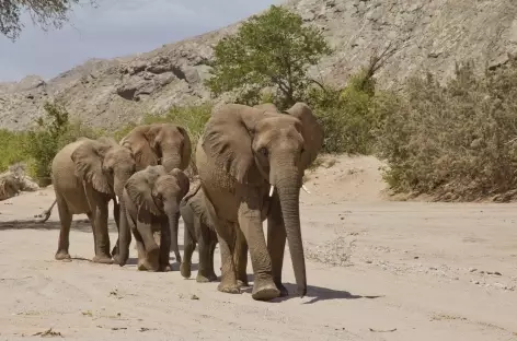 Troupeaux d'éléphants du désert, Damaraland - Namibie