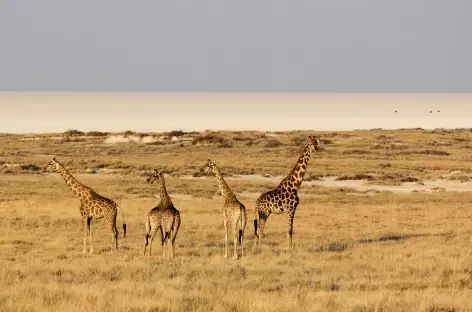 Girafes à Etosha - Namibie