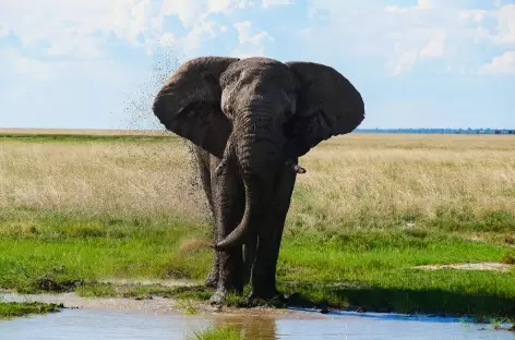 Eléphant à Etosha - Namibie