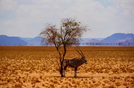 Oryx - Namibie