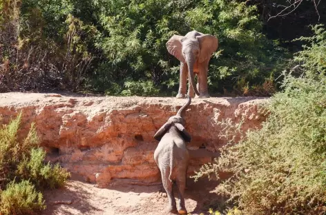 Eléphants du désert - Namibie - 