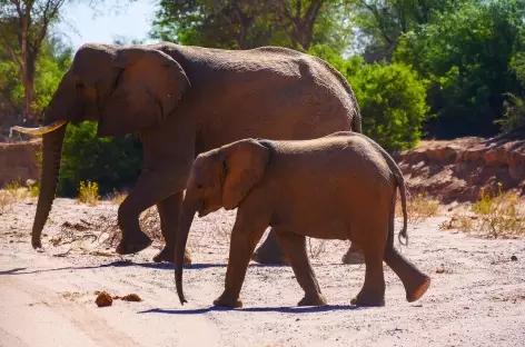 Eléphants du désert - Namibie