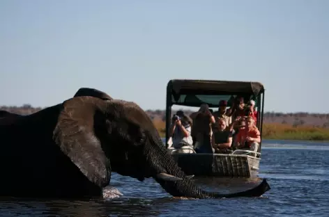 Sur la rivière Chobe - Namibie - 