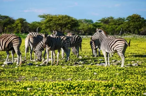 Zèbres à Etosha - Namibie