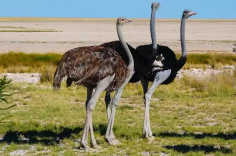 Autruches à Etosha - Namibie