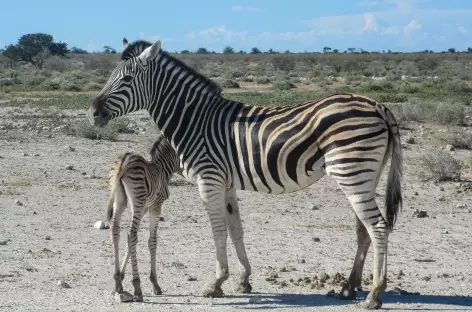 Zèbres à Etosha - Namibie