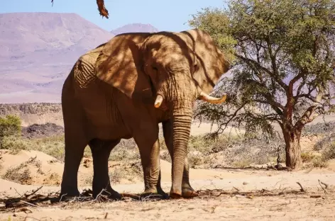 Eléphants du désert - Namibie
