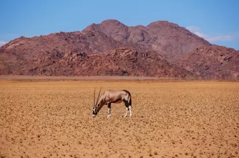 Oryx à Sesriem - Namibie