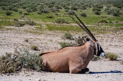 Oryx à Etosha - Namibie