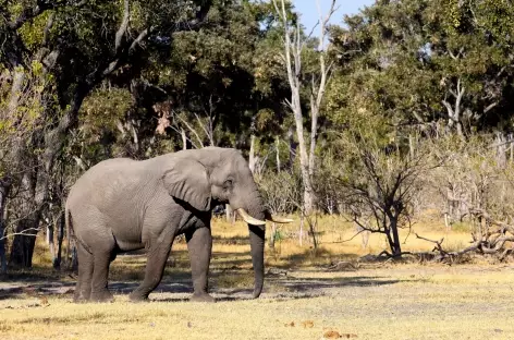 Elephant à dans la réserve de Moremi - Botswana