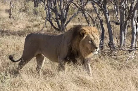 Lion dans la réserve de Moremi - Botswana