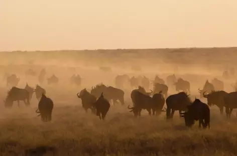 Troupeau de buffles, parc d'Etosha - Namibie - 