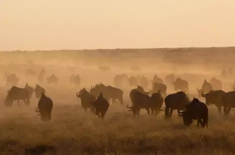 Troupeau de buffles, parc d'Etosha - Namibie