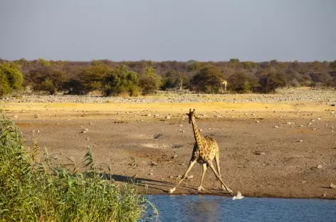 Girafe à Okaukuejo, parc d'Etosha - Namibie - 