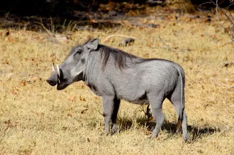 Phacochère, réserve de Mahango - Botswana