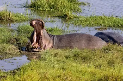 Hippopotame dans le parc Chobe - Botswana