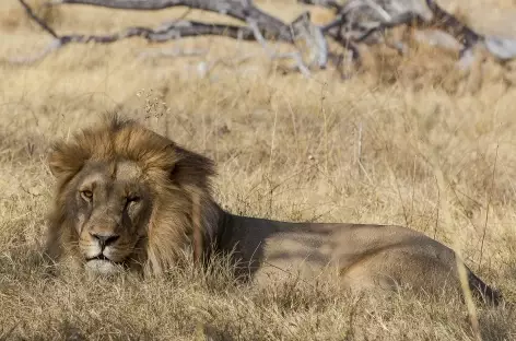 Lion dans la réserve de Moremi - Botswana