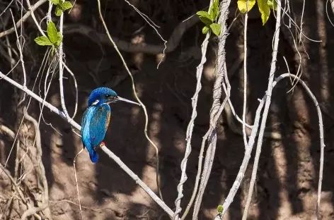 Martin-pêcheur, rivière Chobe - Botswana