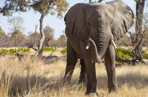 Eléphant - Botswana