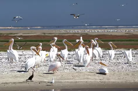 Sortie en bateau à Walvis Bay - Namibie