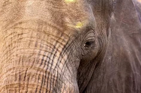 Eléphant, parc d'Etosha - Namibie
