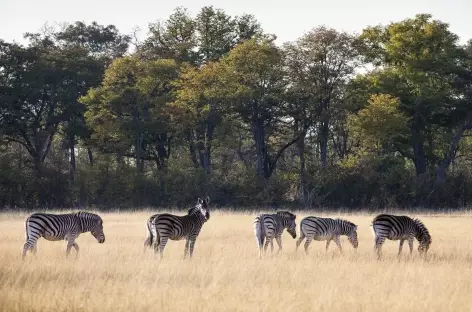 Zèbres à Moremi - Botswana