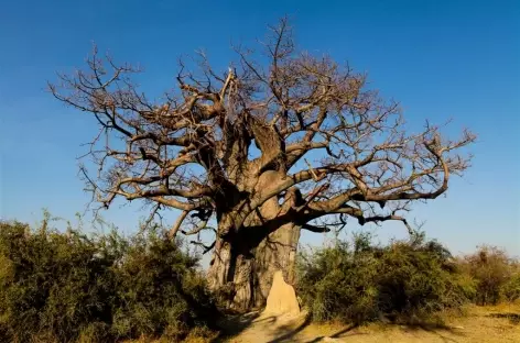 Baobab millénaire, réserv de Mahango - Namibie