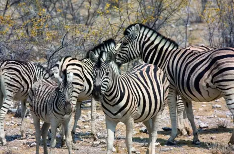 Zèbres à Etosha - Namibie