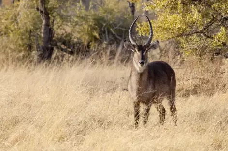 Cobe à croissant (ou waterbuck), réserve de Moremi - Botswana