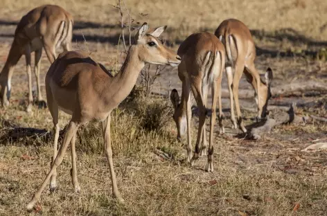 Femelle impala aux aguets, Réserve de Moremi - Botswana