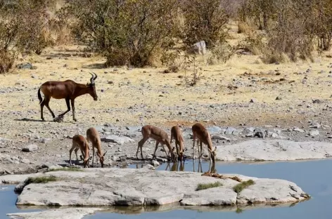 Bubale et femelles impalas dans le parc d'Etosha - Namibie