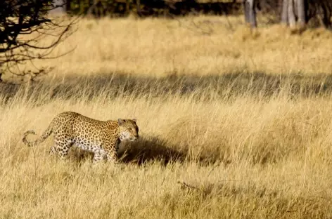 Lépoard à Chobe - Botswana