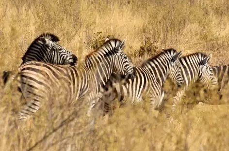 Troupeau de zèbres - Botswana