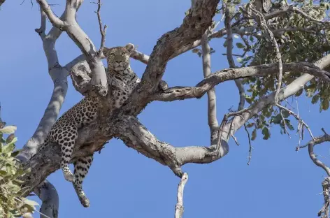 Léopard, réserve de Moremi - Botswana