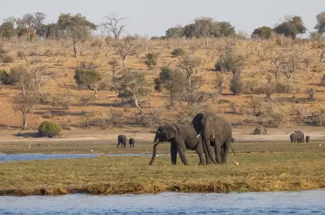 Eléphants sur les rives de la rivière Chobe - Botswana