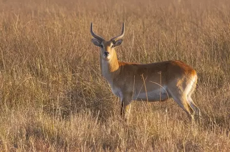 Cobe, réserve de Moremi - Botswana