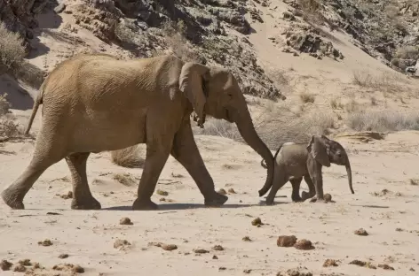 Eléphante du désert et son petit - Namibie