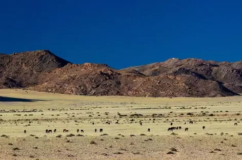 Chevaux sauvages de Garub - Namibie