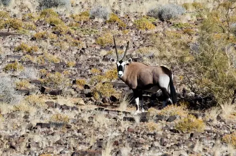 Oryx dans les environs du Fish River Canyon - Namibie