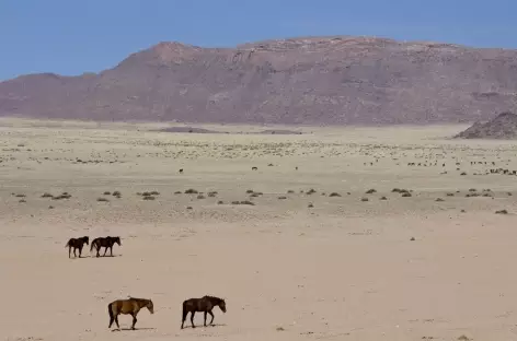 Chevaux sauvages de Garub - Namibie